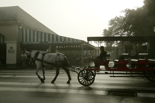 Mule and carriage in front of Cafe Du Monde in New Orleans French Quarter