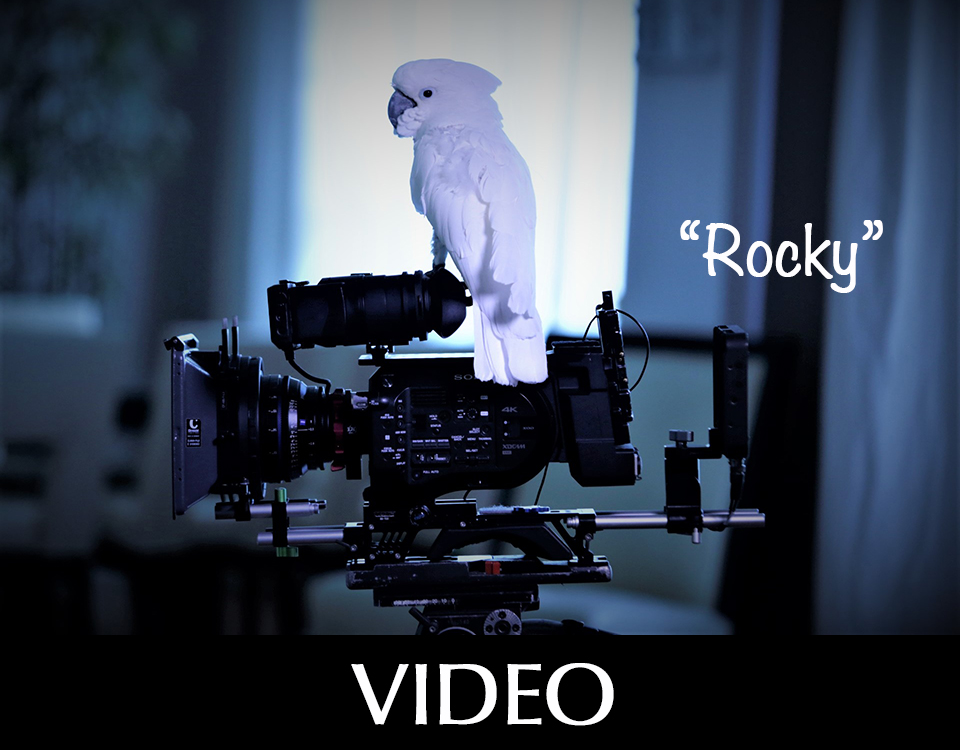 Video camera and white parrot named Rocky